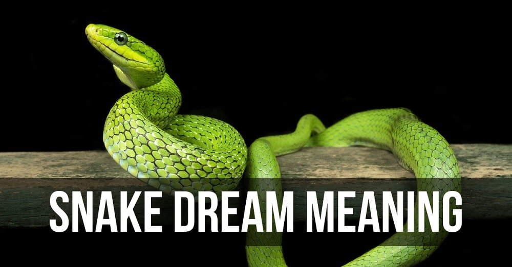 dreams about snakes