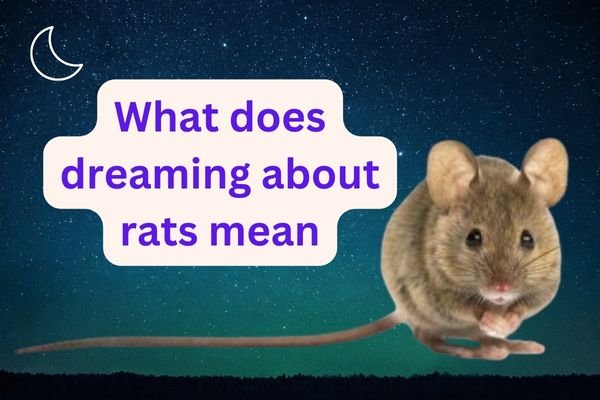 what does dreaming about rats mean