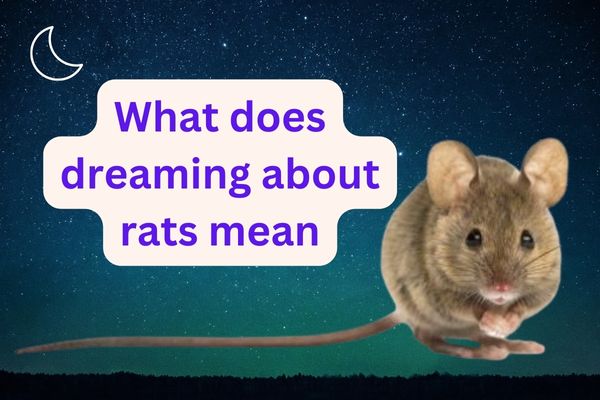 what-does-dreaming-of-rats-mean-uk-mattress-guides